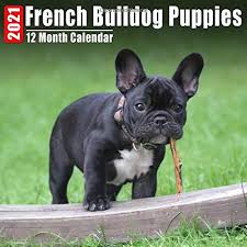 More images for french bulldog puppies miniature » Mini Calendar 2021 French Bulldog Puppies Cute French Bulldog Puppy Photos Monthly Small Calendar With Inspirational Quotes Each Month Amazon Co Uk Calendars French Bulldogz 9798657371611 Books