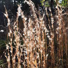 Image result for Andropogon lima