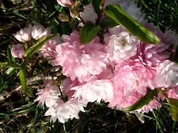 Prunus triloba shrubs1 x trustworthy source missouri botanical garden oldest botanical garden in the u.s. Flowering Almond Bush Sara Flickr