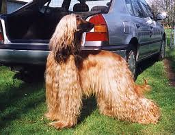 Better still, you can leave the curls flowing down to the neck and enhance that sparkle in the face. Estand4