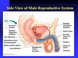 Male reproductive anatomy in detail side view in this image, you will find ureter, bladder, vas deferens, symphysis pubis, prostatic urethra, membranous urethra, bulbous urethra in it. Reproductive System Diagram Male Anatomy Side View