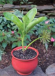 Image result for Scadoxus