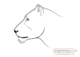 They do most of the hunting because they have to feed the cubs too. How To Draw A Lion Full Body Step By Step Easydrawingtips