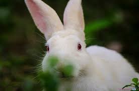 Our association strives to promote and encourage the breeding and exhibition of the new zealand rabbit for show, fur, and meat. F1rf 6snoapcgm