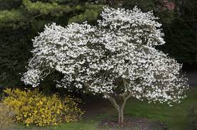 Magnolia Kobus Google Zoeken Flowering Trees Garden Trees Magnolia