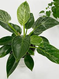 Philodendron birkin care tips and tricks (cheap birkin vs expensive birkin). Philodendron Birkin Care Difficulty Easy Amiesue Com