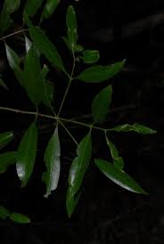 Image result for Coptosperma