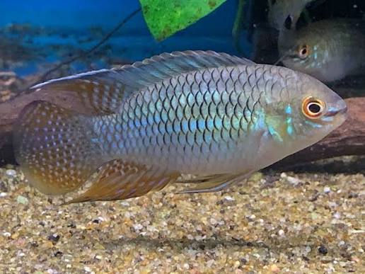 Dwarf Flag Acara-Laetacara curviceps