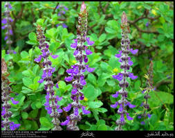 Image result for Coleus barbatus