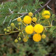 The Beautiful Flower Of The Soetdoring Boom This Thorn Tree Is Indigenous To South Africa And Seen All Aro South African Flowers African Plants Acacia Tree