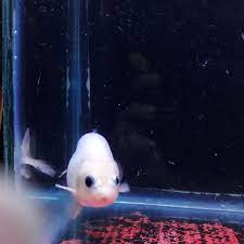 Maybe you would like to learn more about one of these? Jual Hiasan Aquarium Ikan Mas Koki Rancu Putih Di Lapak Part Laptop Depok Bukalapak