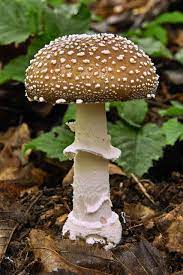 Amanita Pantherina The Ultimate Mushroom Guide