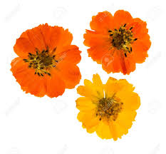 Organic dried flowers for supply. Pressed And Dried Flowers Coreopsi Isolated On White Background Stock Photo Picture And Royalty Free Image Image 89109603