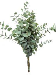 Eukalyptus Cinerea Eukalyptus Hochzeitsblumen Trockene Pflanzen