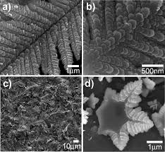 Initial Stage Front And Back Of A Hexagonal Dendritic Leaf Credit Goes To Carmen M Lopez And Kyoung Shin Choi Electrochemical Synthesis Of Dendriti