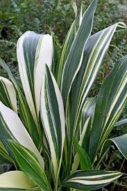 Image result for Aspidistra