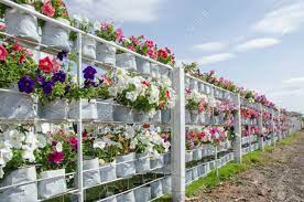 More generally, the name may refer to any plant in the family convolvulaceae, which contains the following genera: Long White Fence With Morning Glory Flowers Stock Photo Picture And Royalty Free Image Image 130458466