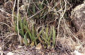 Image result for Eulophia petersii