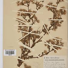 Image result for Pseudoconyza viscosa