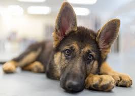 Short haired german shepherd and breed conformance. Long Haired German Shepherd Vs Short Haired 5 Must Know Differences Perfect Dog Breeds