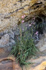 Image result for Radinosiphon leptostachya