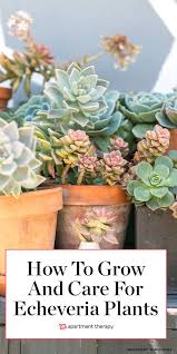 How To Grow And Care For Echeveria Plants In 2020 Echeveria Plants Succulents