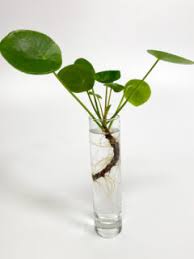 Black pagoda lipstick plant propagation in water. Lipstick Plant Propagation 2 Simple Effective Methods