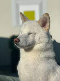 The valkyries are four sisters, the valkyries of norse legend. Rae On Twitter He S So Beautiful But Suffers From Extreme Anxiety From Sounds Other People But He Loves Animals Someday I Want To Get A Therapy Dog For Him My Poor Pup Https T Co Dcuvn7ptrz