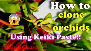 We did not find results for: How To Clone Orchids Using Keiki Paste Propagating Phalaenopsis Dendrobium Catasetum Others Youtube