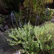The japanese blue oak is distinguished by its wide elongated leaves that are thick and tough. Blue Oak Sage Salvia Chamaedryoides In The Salvias Database Garden Org