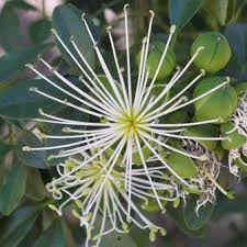 Image result for Maerua