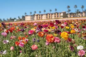 We provide floral delivery throughout broward and south palm beach counties with same day delivery available 7 days a. Best Flower Fields In The United States