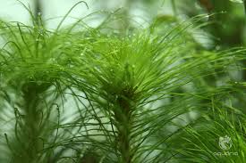 Image result for Eriocaulon transvaalicum