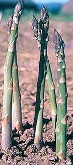 Asparagus Seed Crowns Millennium Asparagus Crowns Asparagus Seeds Asparagus Growing Vegetables