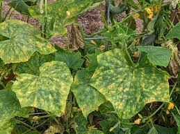 Image result for mildew on cucumbers