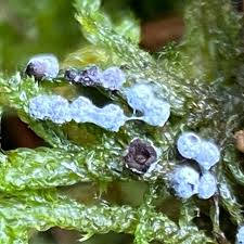 Image result for Melanospermum