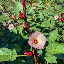 Image result for Hibiscus sabdariffa