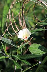 Image result for Xenostegia tridentata