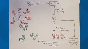 Mrna vaccines have many potential advantages over conventional vaccines in mitigating the learn more about mrna vaccines and how cas is committed to supporting the fight against. A Simple Breakdown Of Mrna Vaccine Technology And Spike Protein Wtsp Com