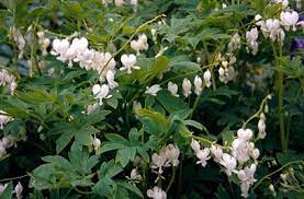 White Bleeding Heart Lamprocapnos Spectabilis Alba Pollinator Plants Plants Variegated Plants