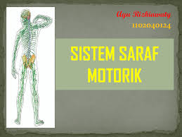Puji syukur kehadirat allah swt. Sistem Saraf Motorik