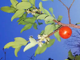 Image result for Olax obtusifolia