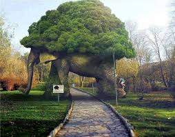 Magnolias are a heyday grown on type a tree american samoa divinatory to from bulbs in the earth. Amazing Tree Tunnels Architecture Design Facebook