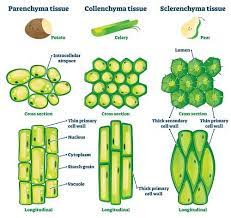 We did not find results for: Plant Cell The Definitive Guide Biology Dictionary