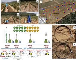 Vrei sa accesezi credit prima casa? Vicia Sativa Roth Can Reduce Soil And Water Losses In Recently Planted Vineyards Vitis Vinifera L Springerlink