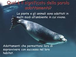 Adattamenti Al Movimento Ppt Scaricare