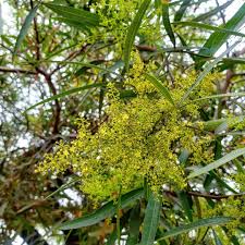 Image result for Salacia rhodesiaca