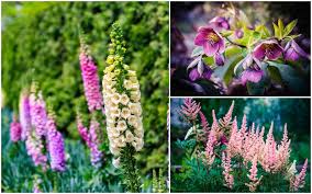 Tall shade perennial zone 5. 25 Shade Loving Perennials To Brighten Up Shady Spots