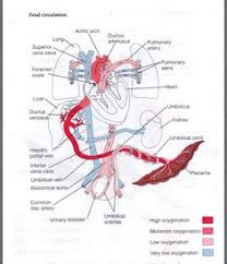 72 Best Fetal Circulation Images Student Midwife