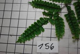 Image result for Didymochlaena